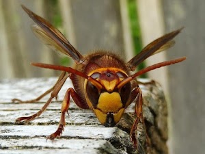 WASP / RAT / PEST CONTROL SERVICES place picture